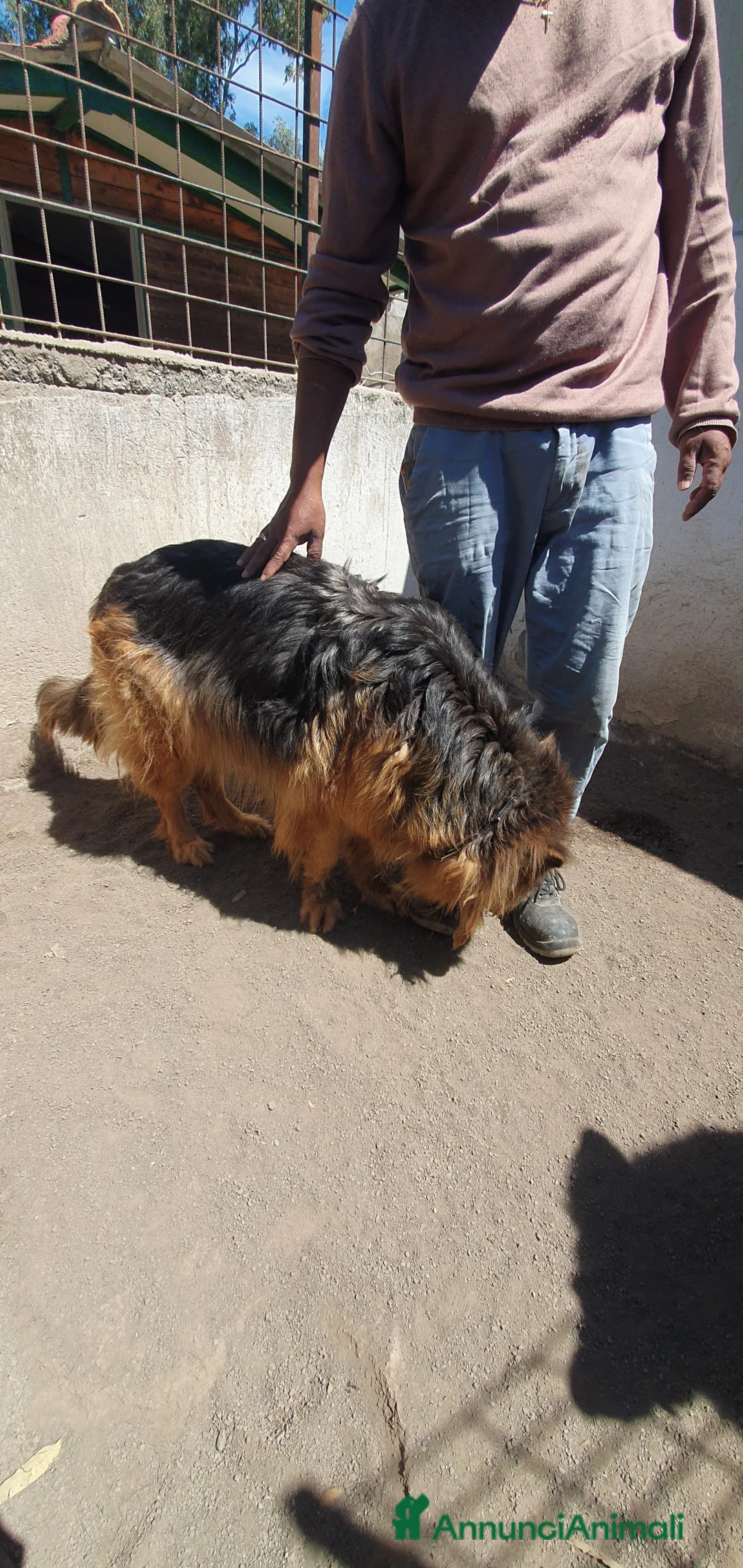 Meticcio cani in regalo: Destiny in canile a catania a Provincia di Rovigo - Annuncio 2