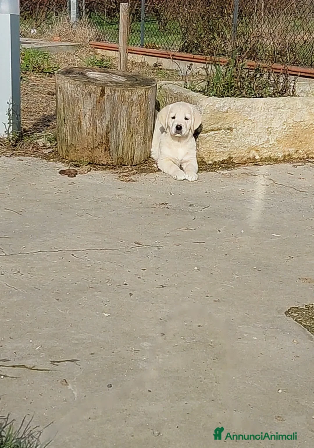 Golden Retriever cani in vendita: Cucciolindi Golden retriever - Annuncio 5