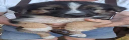 Meticcio cani in regalo: TITO 💙 piccolo esploratore cerca casa a Provincia di Treviso - Annuncio 4