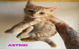Meticcio gatti in regalo: Astrid gattina di 2 mesi  a Provincia di Teramo - Immagine 1