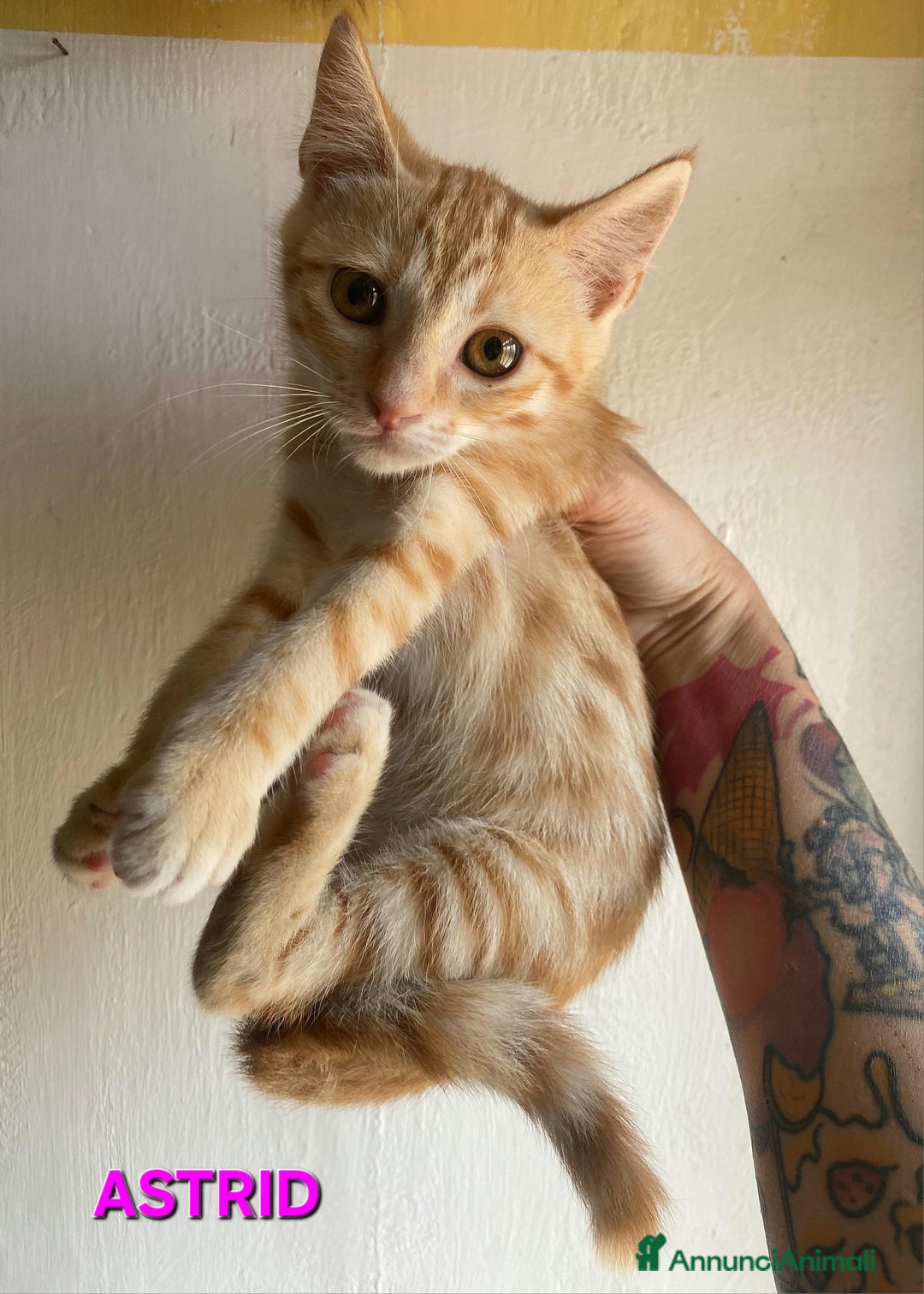 Meticcio gatti in regalo: Astrid gattina di 2 mesi  a Provincia di Teramo - Immagine 1