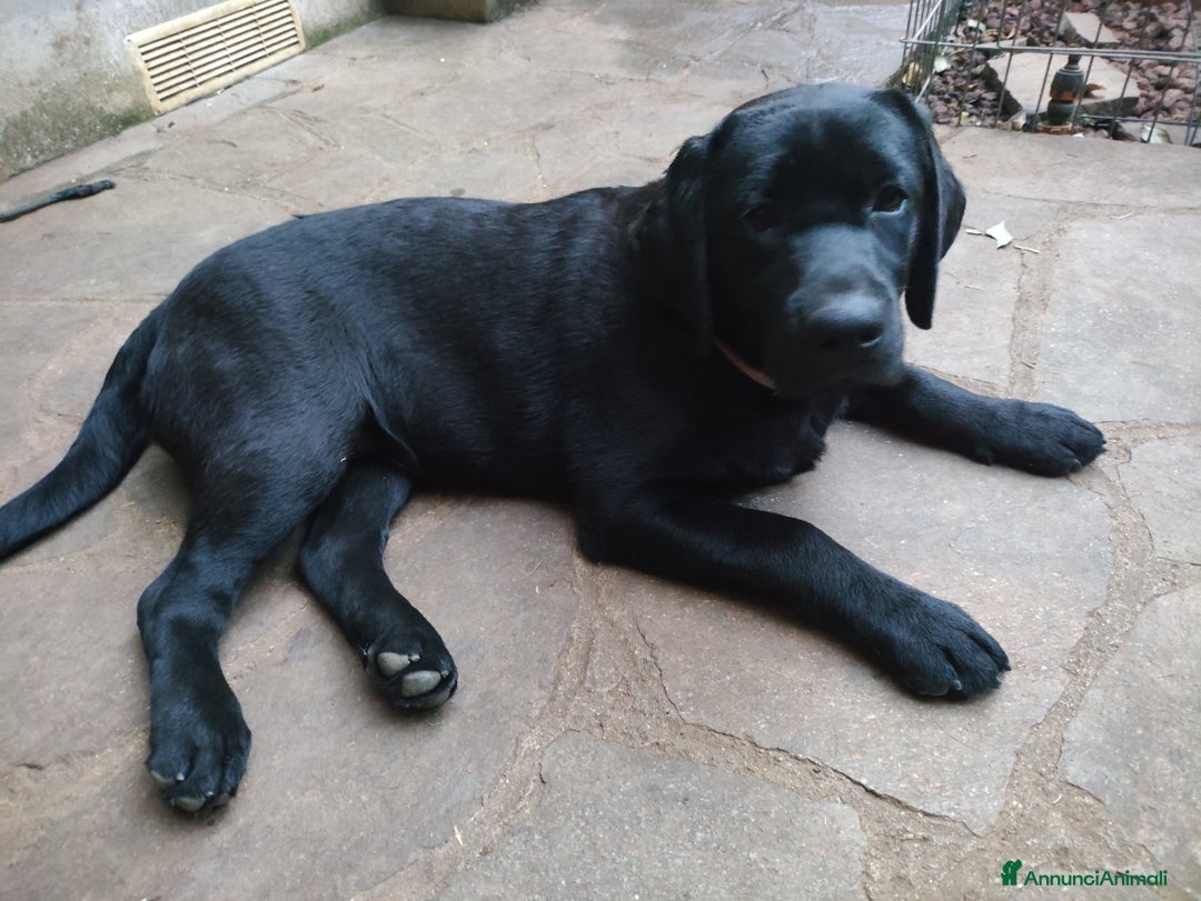 Labrador cani in vendita: Labrador  - Annuncio 8