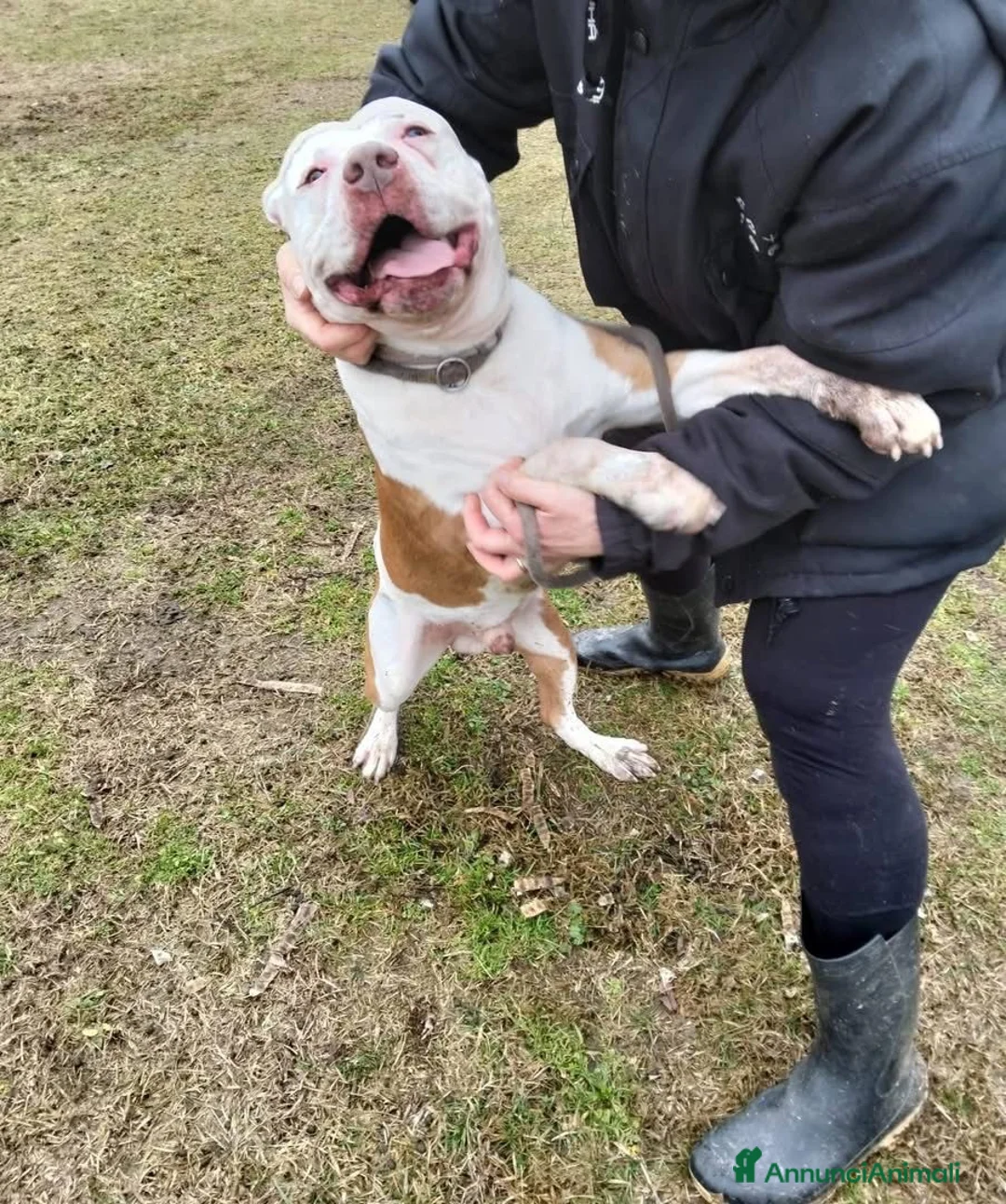 Meticcio cani in regalo: KING 💙 - adozione del cuore URGENTE. 😢 - Annuncio 3