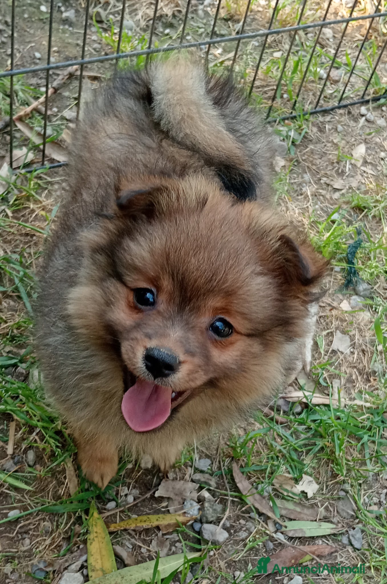 Spitz cani Spitz tedesco piccolo, volpino  - Annuncio 2