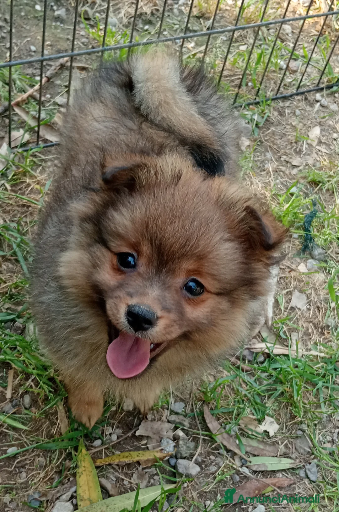 Spitz cani in vendita: Spitz tedesco piccolo, volpino  - Annuncio 1