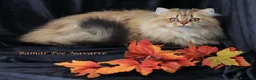 British gatti in vendita: Bamar Poe cattery  - Annuncio 19