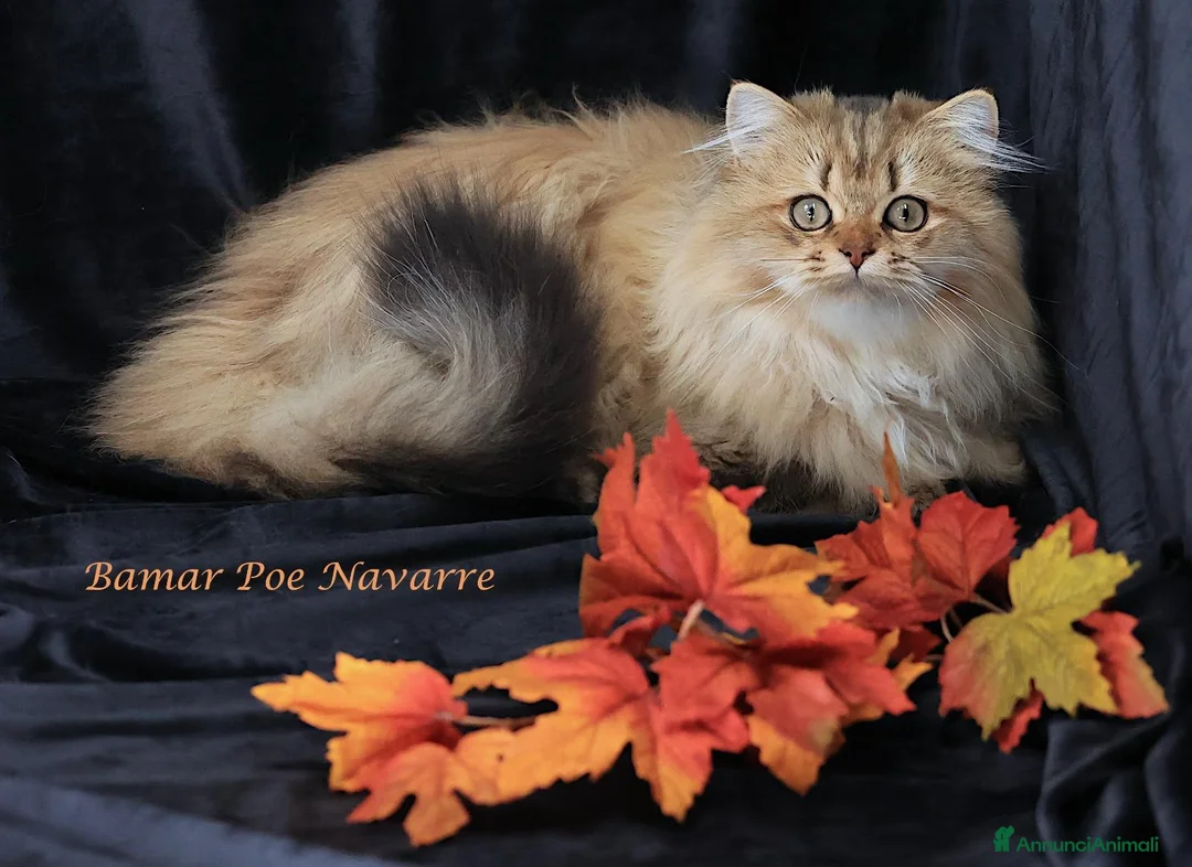British gatti in vendita: Bamar Poe cattery  - Annuncio 19