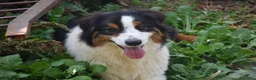 Australian Shepherd cani in vendita: cucciolotti pastore australiano - australian  - Annuncio 7