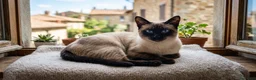 Siamese gatti in vendita: Vendo Simil Siamese Splendido - Annuncio 1