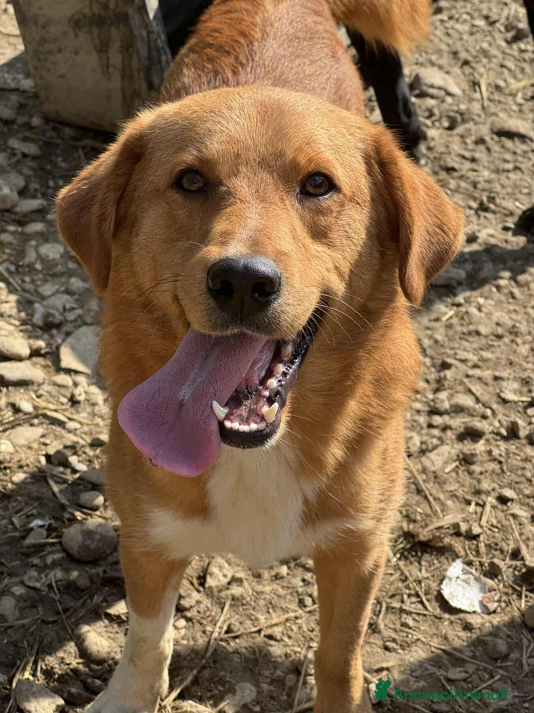 Meticcio cani in regalo: LENNY, cucciolone DOLCISSIMO chiuso in canile! - Annuncio 6
