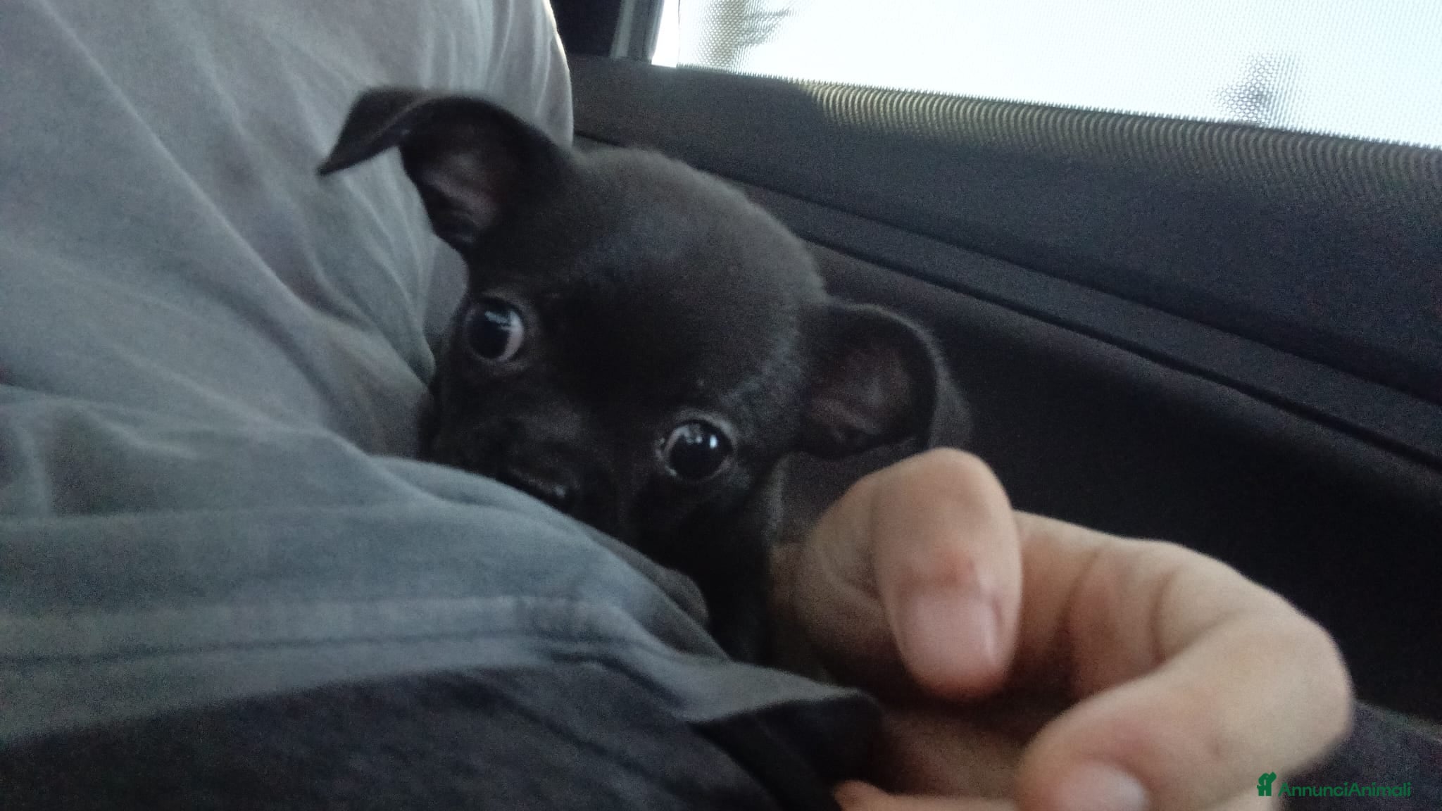 Chihuahua cani Cucciolo chihuahua maschio taglia piccolissima  - Annuncio 2