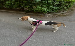 Beagle cani in regalo: Ariel - Beagle a Provincia di Caserta - Immagine 2