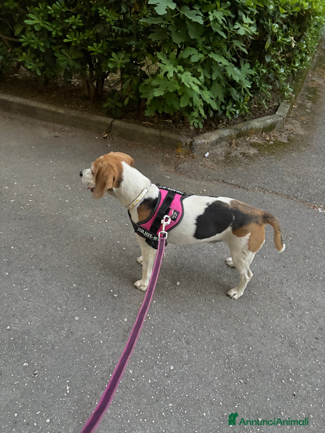 Beagle cani in regalo: Ariel - Beagle a Provincia di Caserta - Immagine 2