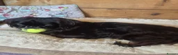Pechinese cani in regalo: Isotta, sei kg di dolcezza - Annuncio 4
