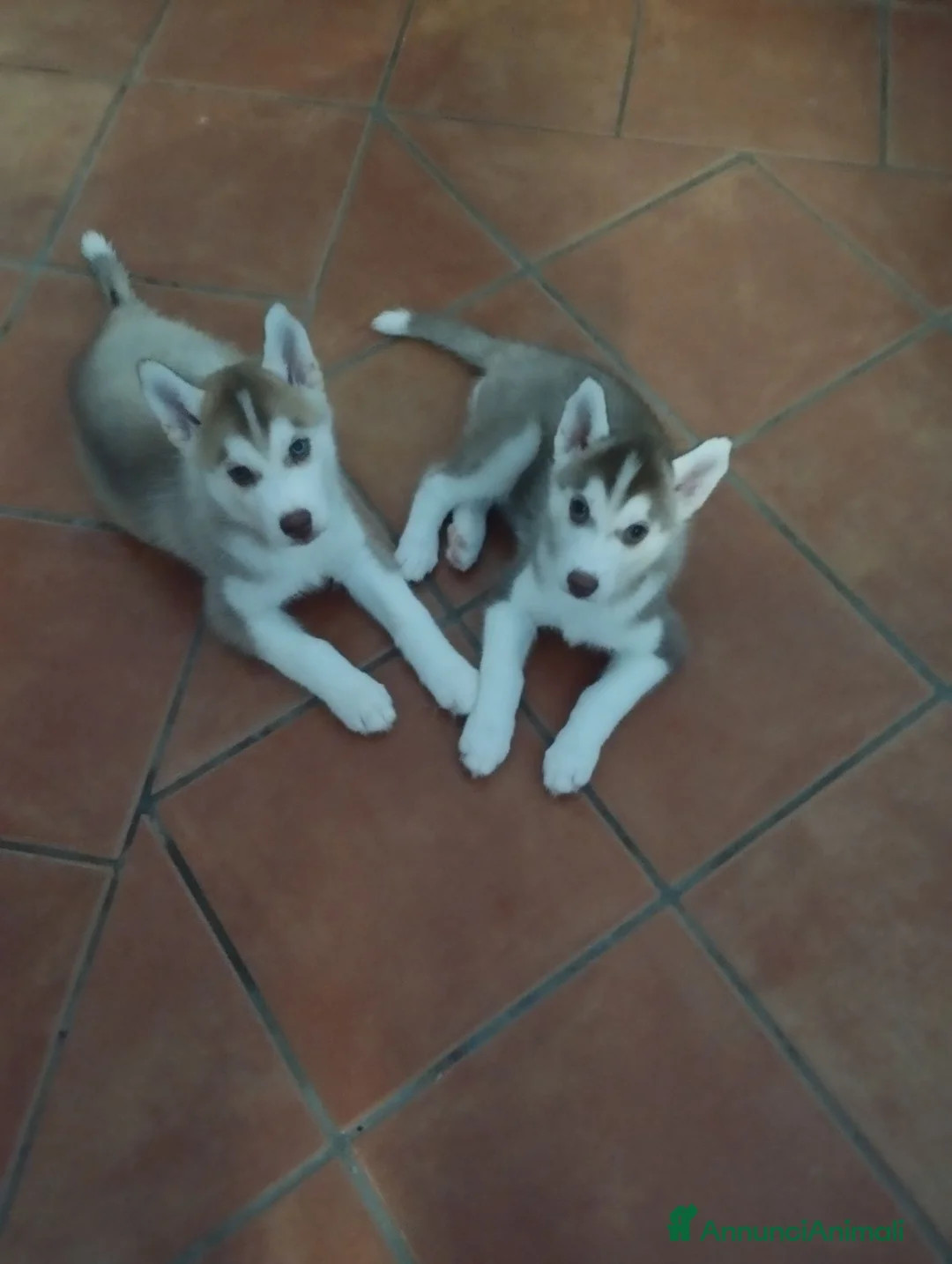 Husky cani in vendita: Husky  - Annuncio 4