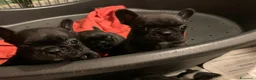 Bulldog Francese cani in vendita: Bouledogue francesi cuccioli con Pedigree Enci - Annuncio 3