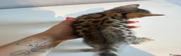 Bengala gatti in vendita: Ultima femmina bengala  - Annuncio 4
