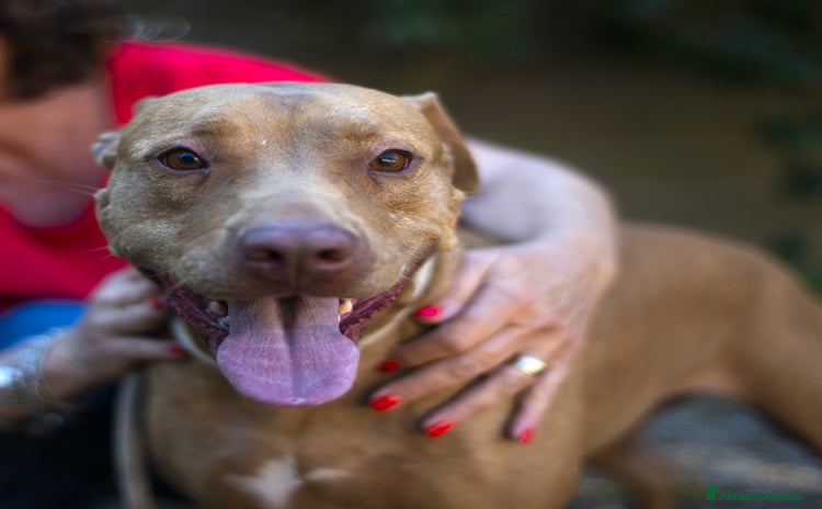 Pitbull cani a Città metropolitana di Roma Capitale - Annuncio 1
