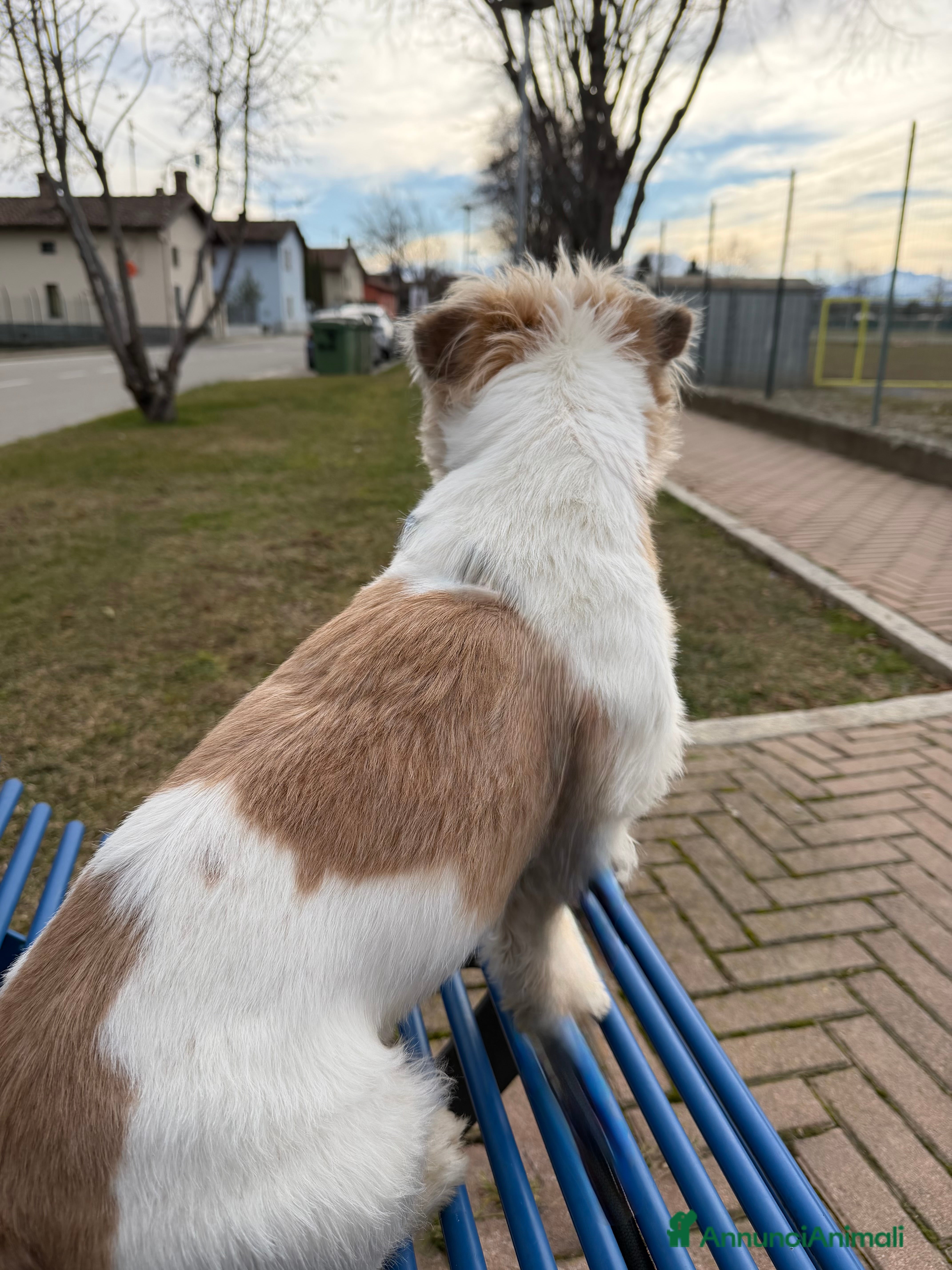 Jack Russell cani Regalo axel  - Annuncio 1