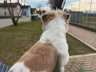 Jack Russell cani Regalo axel - Annuncio 1