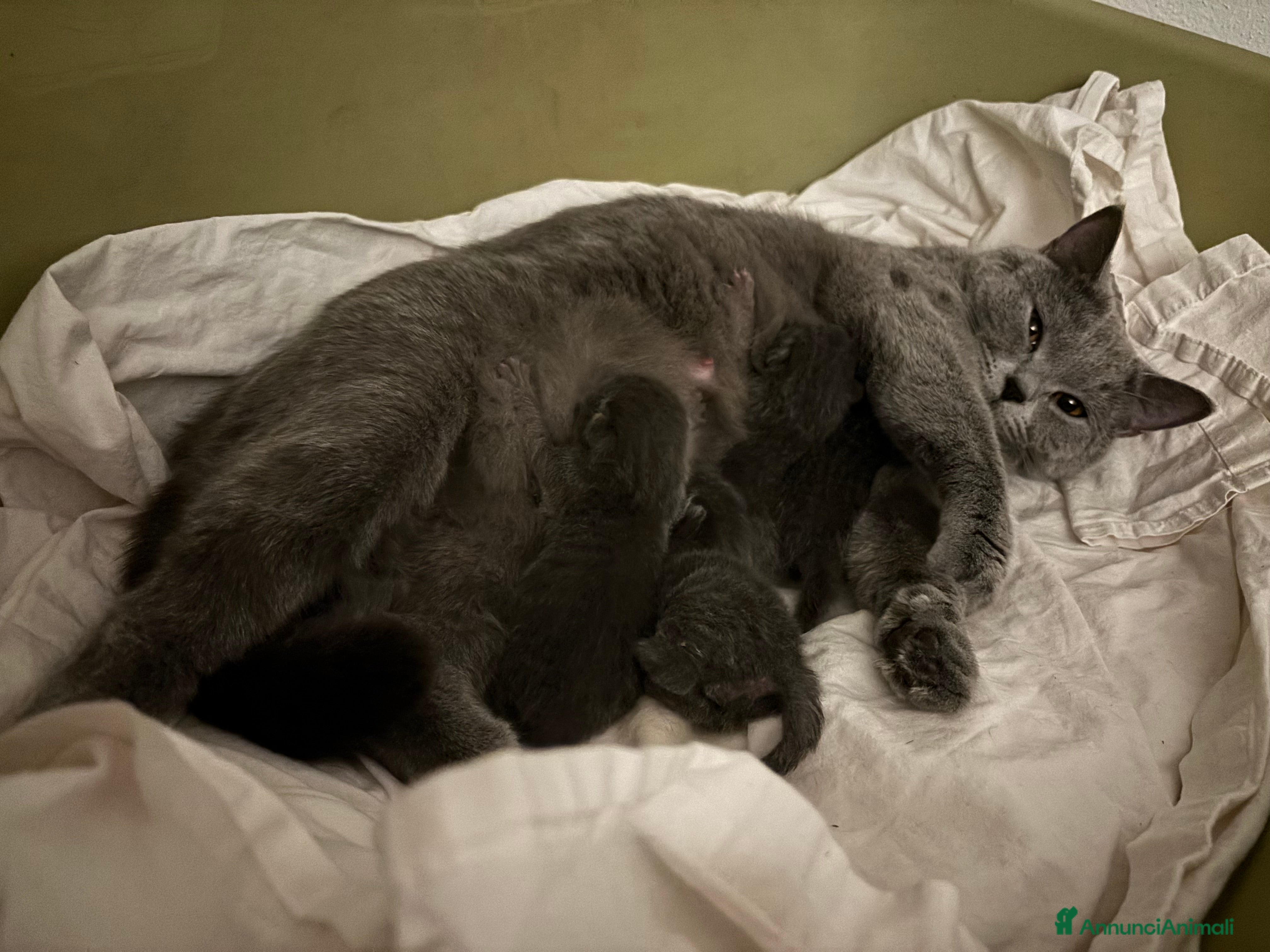 Scottish gatti GATTINI SCOTTISH STRAIGHT  - Annuncio 5