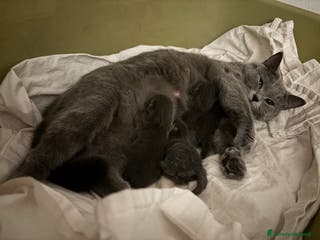 Scottish gatti GATTINI SCOTTISH STRAIGHT - Annuncio 3