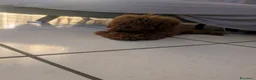 Barboncino Toy cani in vendita: Barboncino Toy  a Provincia di Caserta - Annuncio 6
