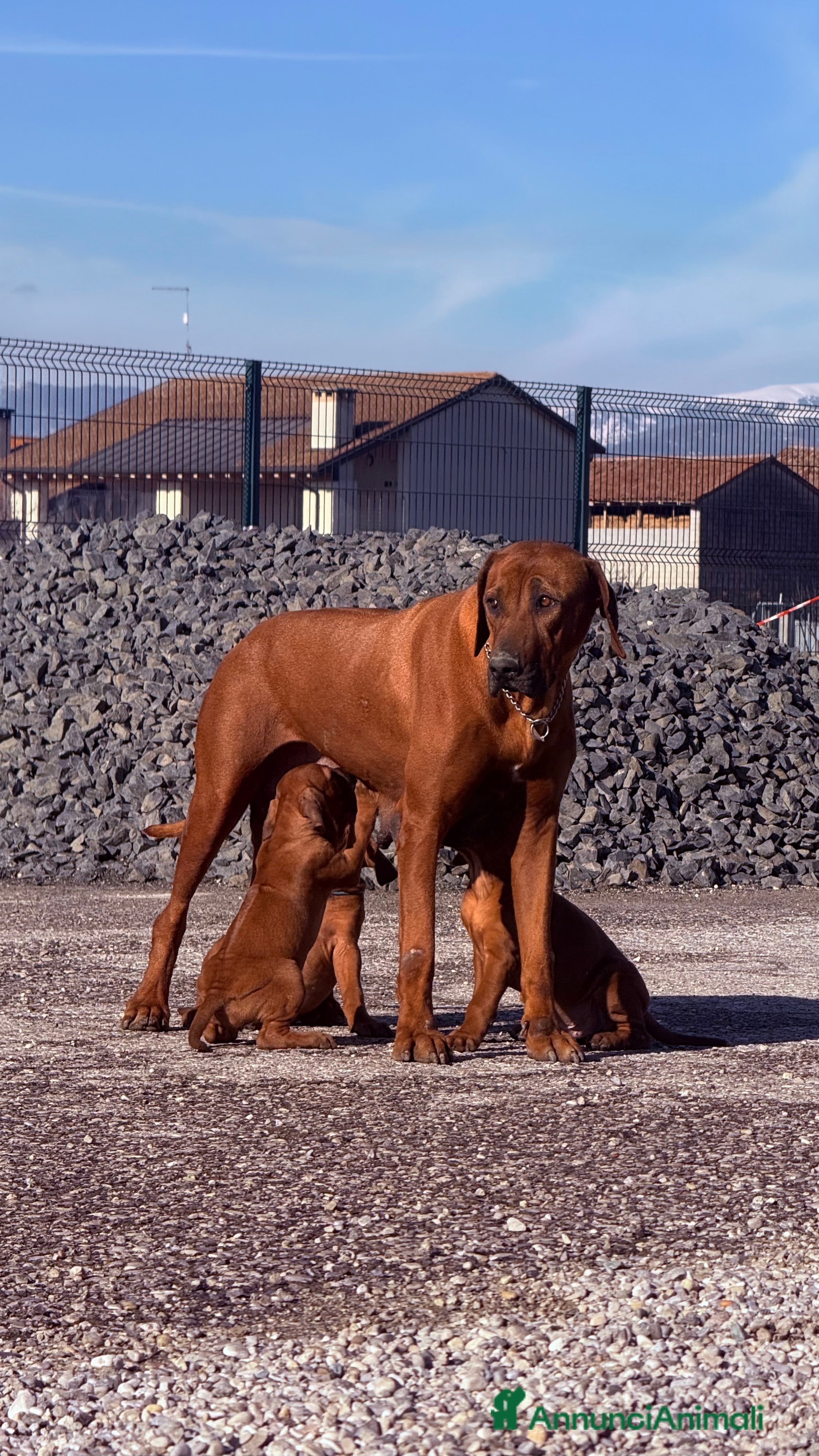 Rhodesian Ridgeback cani Splendidi cuccioli di Rhodesian Ridgeback  - Annuncio 27
