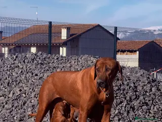 Rhodesian Ridgeback cani Splendidi cuccioli di Rhodesian Ridgeback - Annuncio 27