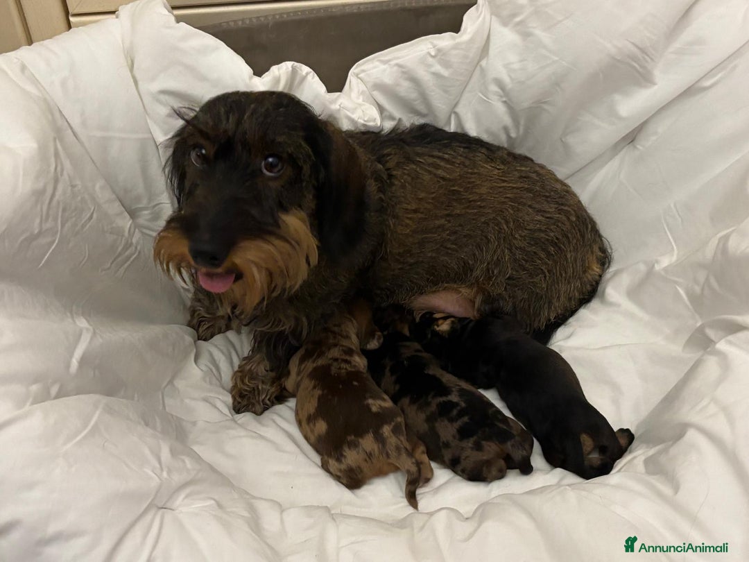 Bassotto cani in vendita: Bassotto Tedesco Nano a Pelo Duro - Annuncio 9