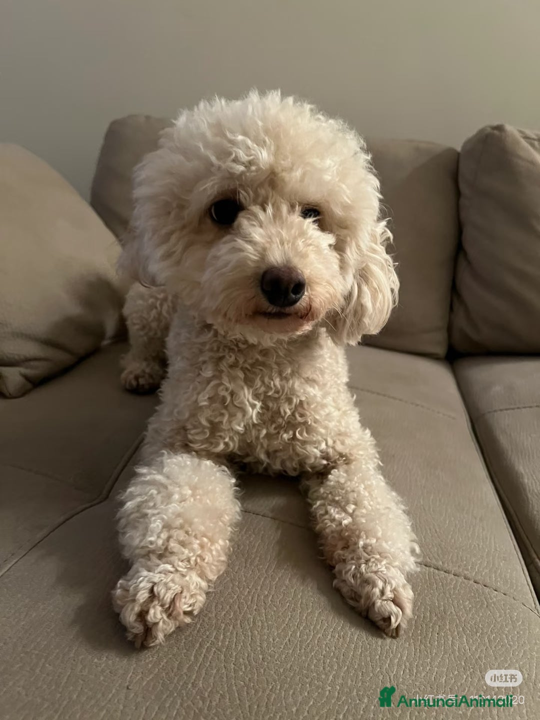 Barboncino cani in vendita: Bellissimo cucciolo di barboncino a Firenze - Immagine 7