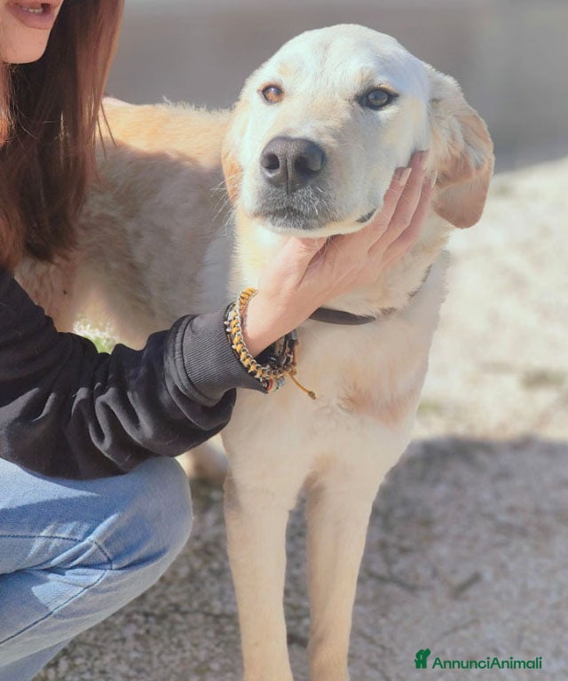 Altre razze cani glick e giove - Annuncio 16