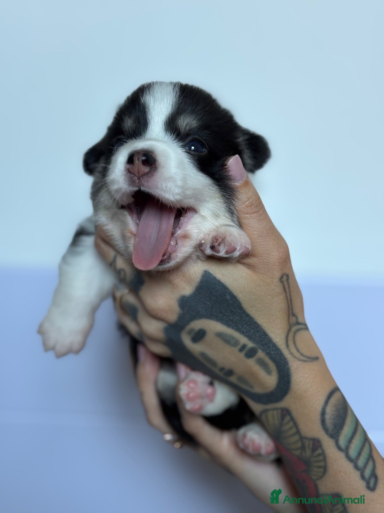 Corgi Pembroke cani Cucciolata corgi Pembroke nata il 30-05-2026 - Annuncio 2