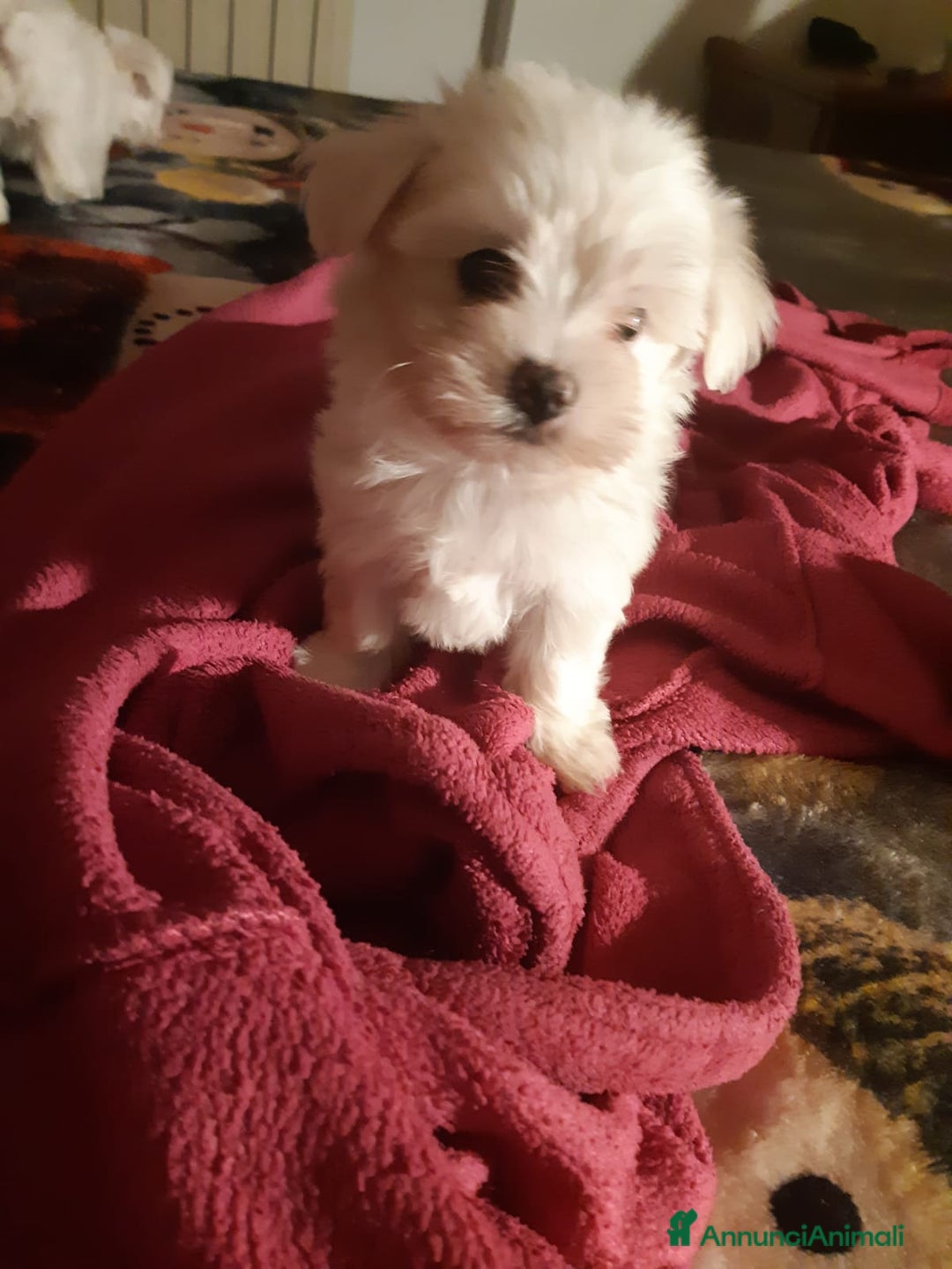 Maltese cani in vendita: Cucciole Maltese  - Annuncio 5