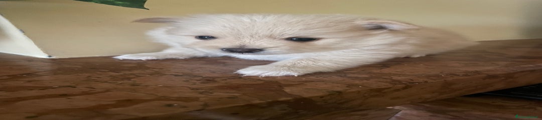Spitz Cucciolo 2