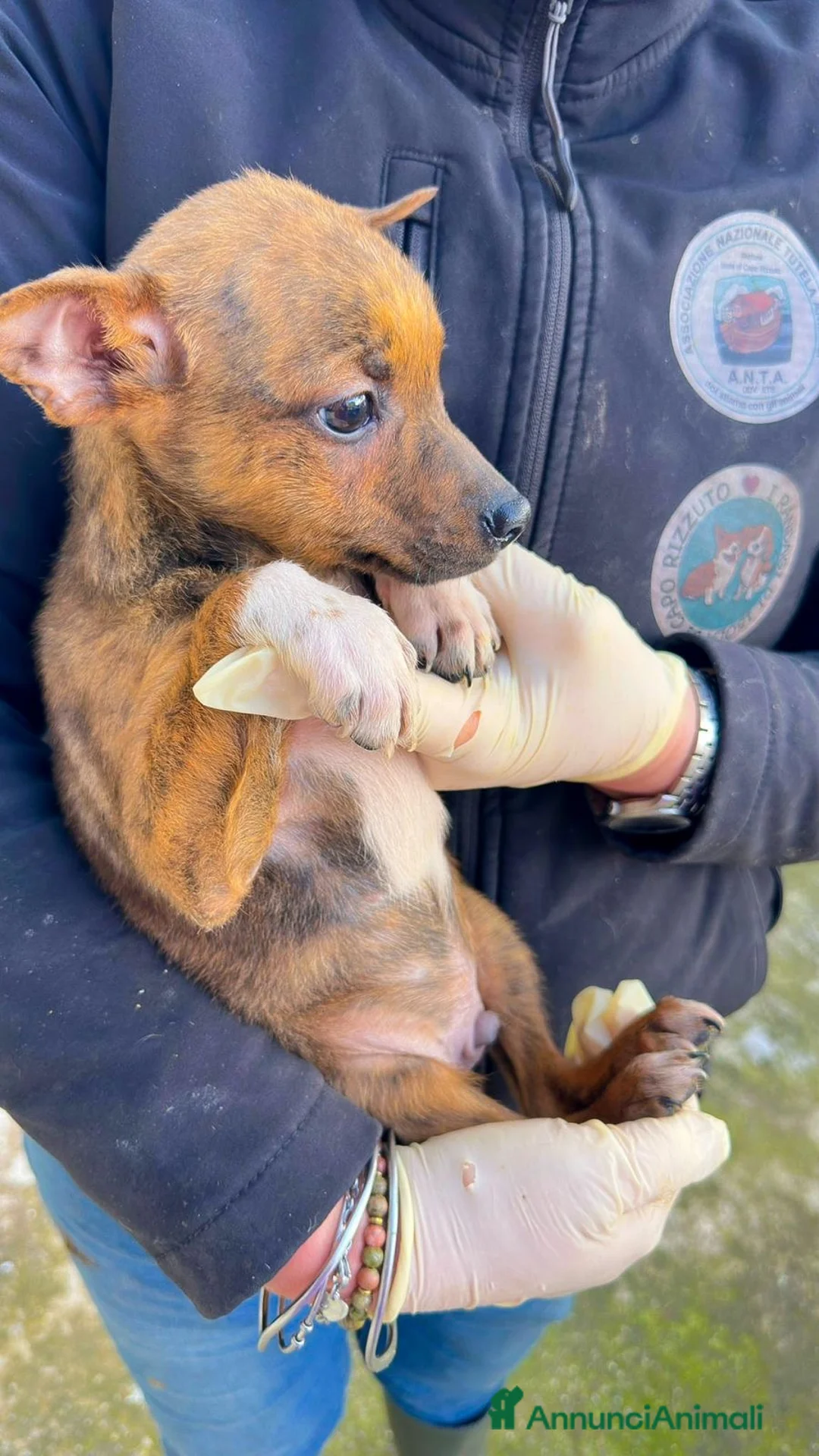Meticcio cani in regalo: KIKO 💙 - cucciolo che cerca una famiglia 🙏🏻🥺 - Annuncio 3
