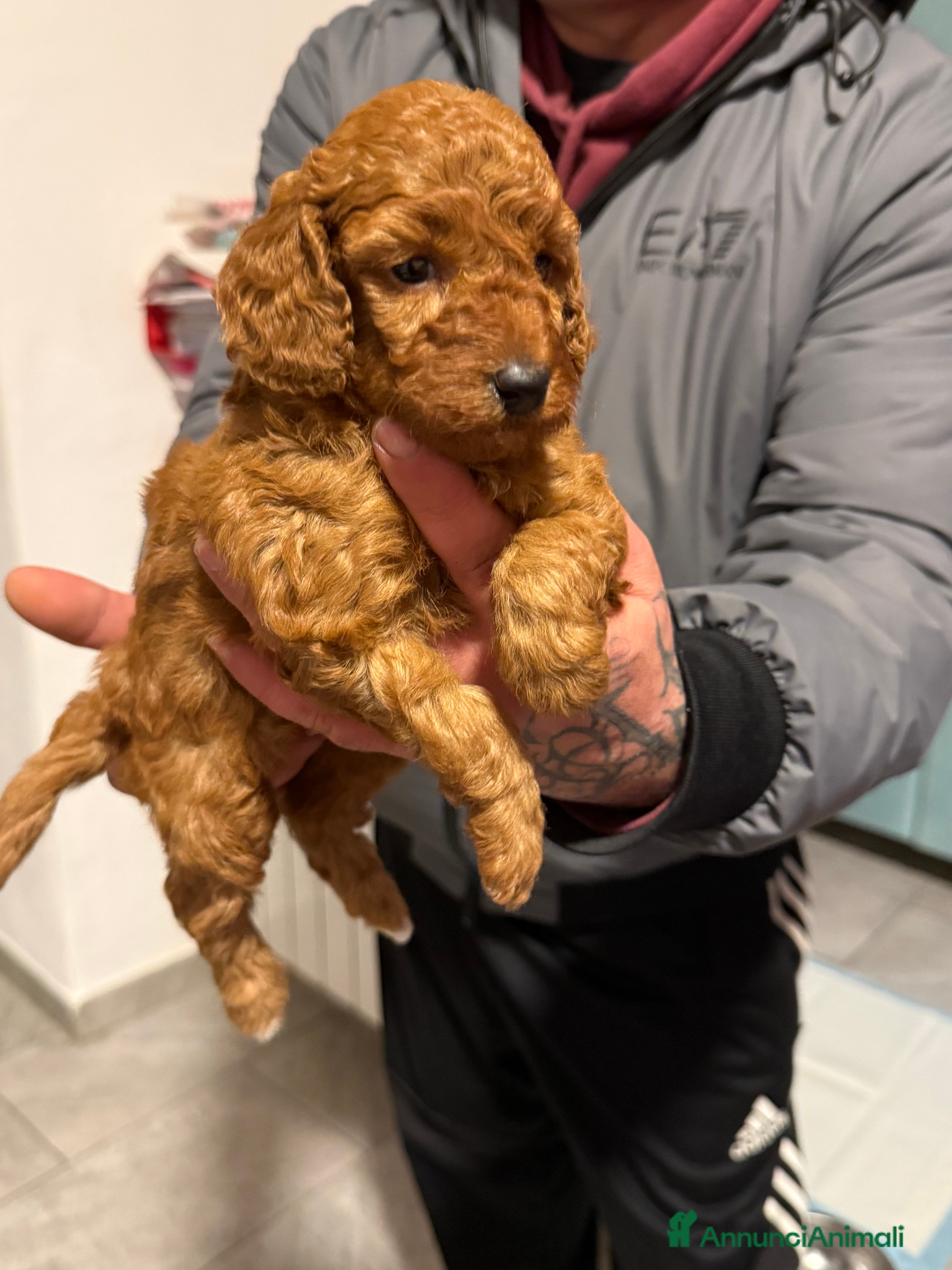 Barboncino cani Barboncino  - Annuncio 2
