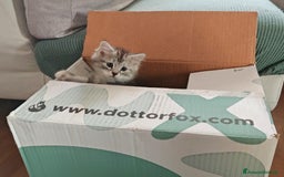 Siberiano gatti in vendita: Splendidi cuccioli siberiani Black Silver  - Immagine 6