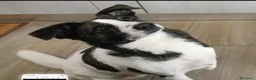 Meticcio cani in regalo: Luce 3anni TRIPODE SOS STALLO/ADOZ. SOS URGE NUORO - Annuncio 4