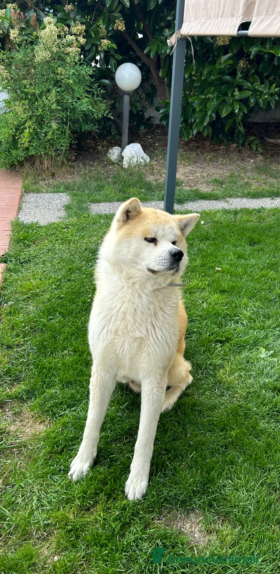 Akita Inu cani in vendita: Akita Inu - Annuncio 6