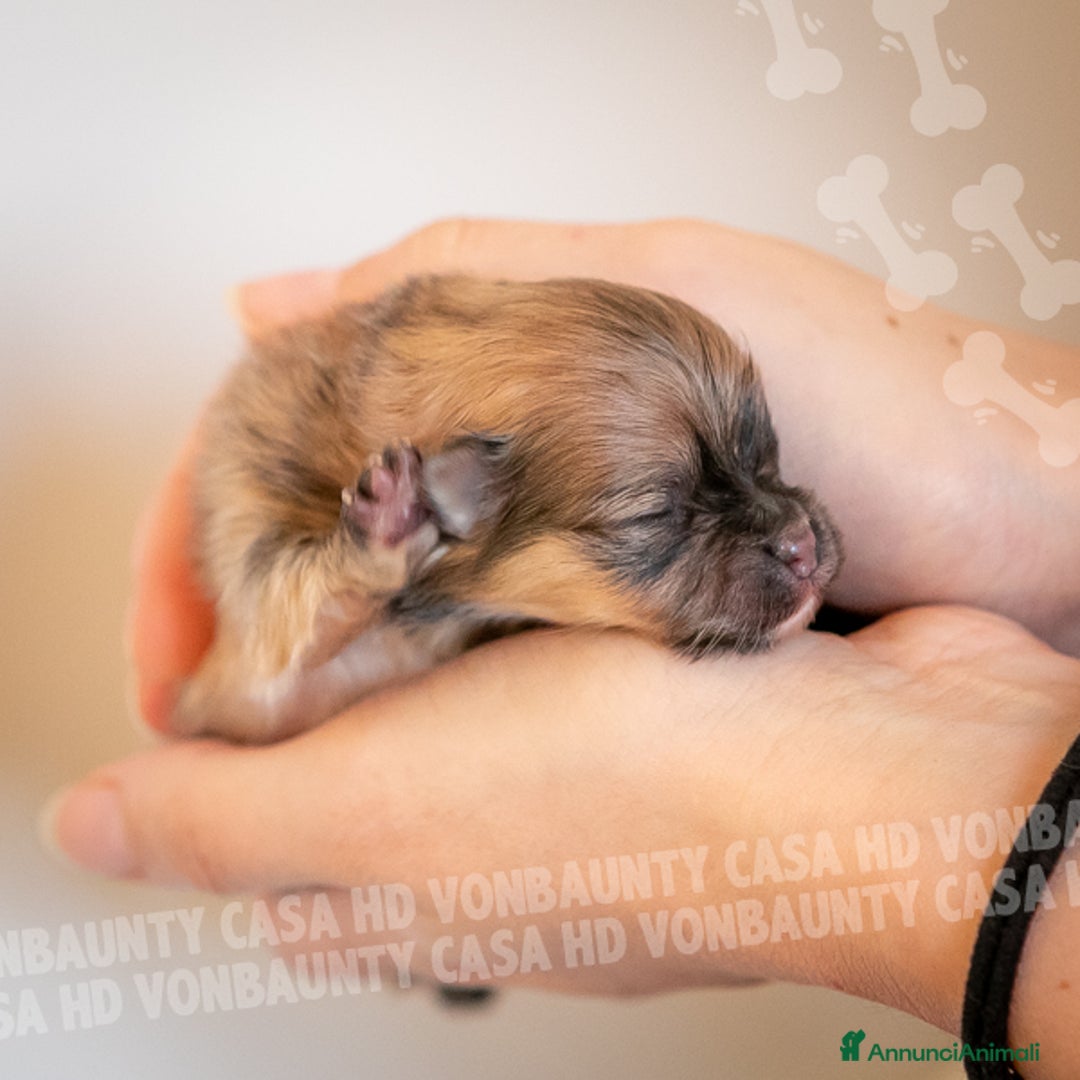 Volpino Pomerania cani in vendita: Cuccioli Spitz Nano di Pomerania - Annuncio 12