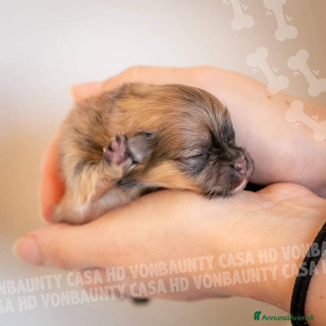 Volpino Pomerania cani in vendita: Cuccioli Spitz Nano di Pomerania - Annuncio 17