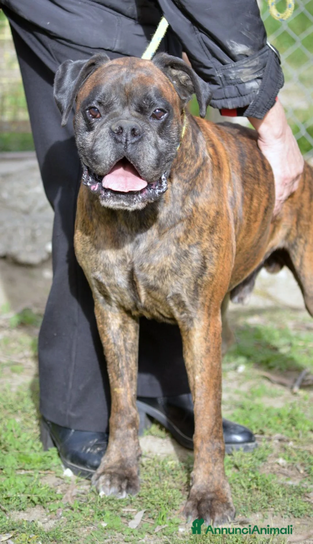 Boxer cani in regalo: IL SIMPATICO VITO HA BISOGNO DI UNA CASA - Annuncio 4