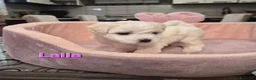 Maltese cani in vendita: Cuccioli maltesi femmine pelo riccio  - Annuncio 6