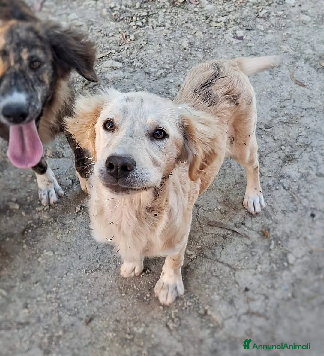 Meticcio cani in regalo: PANCETTA 🩷 prima osserva. Poi si avvicina. a Provincia di Vicenza - Annuncio 6