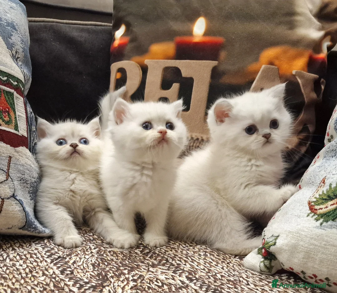 British gatti in vendita: British shorthair e longhair  a Provincia di Monza e della Brianza - Annuncio 10