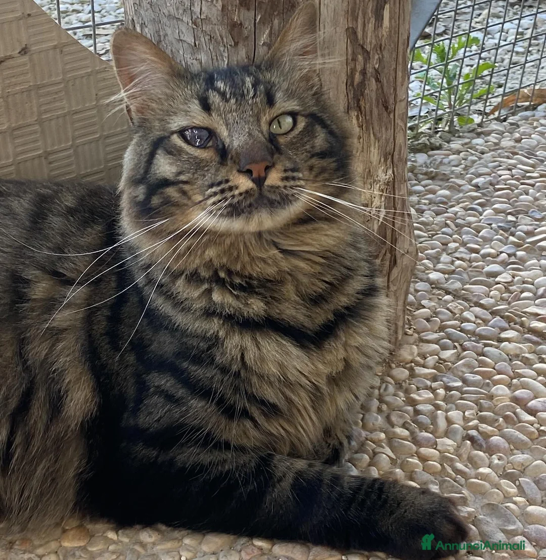 Europeo gatti in regalo: MAINE micione dolce e socievole cerca casa a Provincia di Latina - Annuncio 3