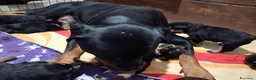 Rottweiler cani in vendita: Cuccioli Rottweiler  - Annuncio 7