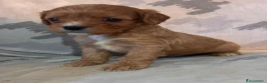 Cavapoo 4