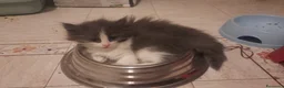 Siberiano gatti in vendita: Cucciolini di gatto siberizno cresciuti in casa - Annuncio 7